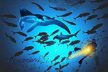 Solomon Islands - Bilikiki Liveaboard - Mackarels - COMPO... by Manfred Bail 